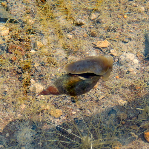 Spitzschlammschnecke — Bild 4