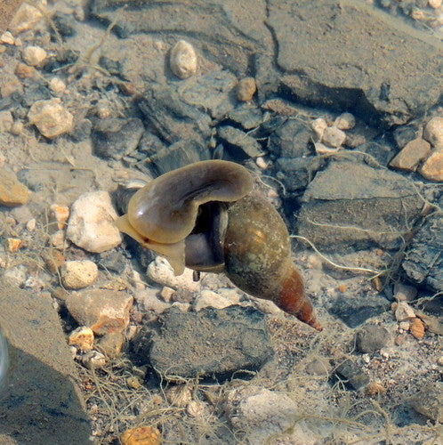 Spitzschlammschnecke — Bild 3