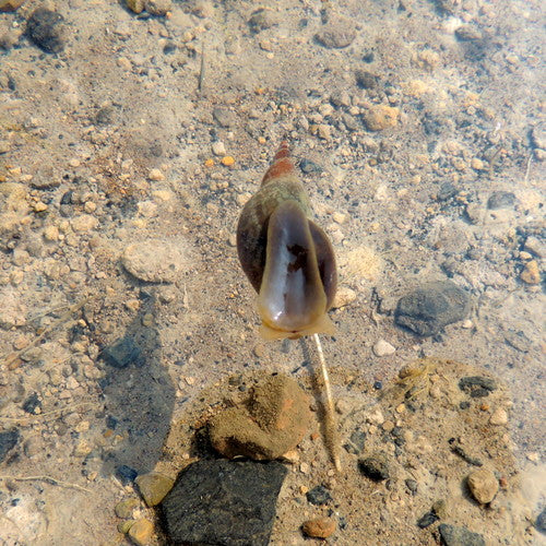 Spitzschlammschnecke — Bild 2