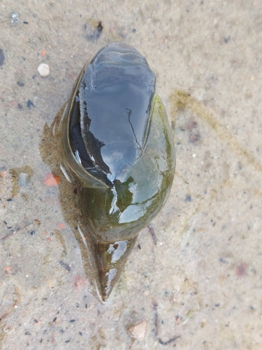 Spitzschlammschnecke — Bild 1