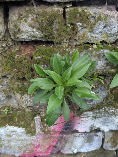 Spornblume — Bild 2