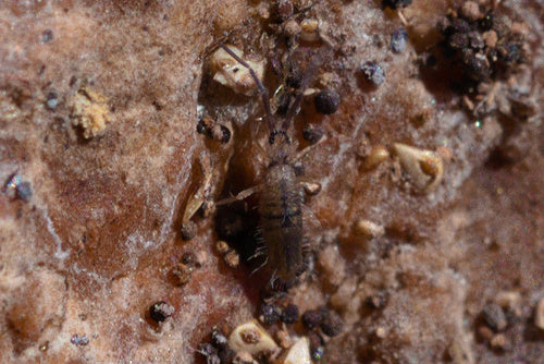 Springschwnze  Silberkraft