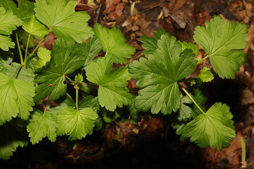 Stachelbeeren - Bild 1