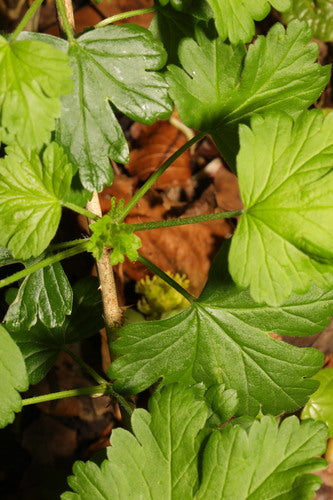 Stachelbeeren - Bild 2