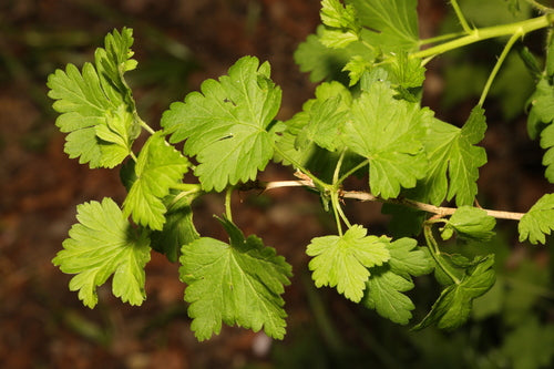 Stachelbeeren - Bild 6