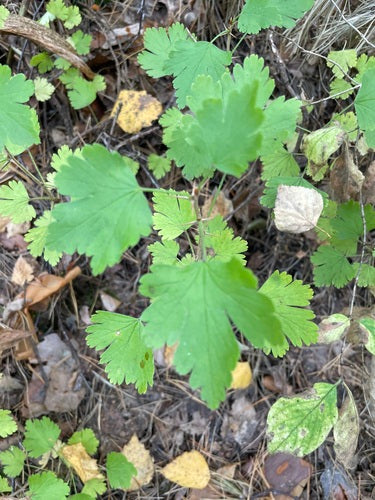 Stachelbeeren - Bild 3