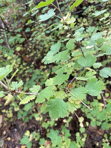 Stachelbeeren — Bild 5
