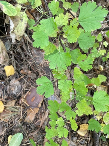Stachelbeeren — Bild 4