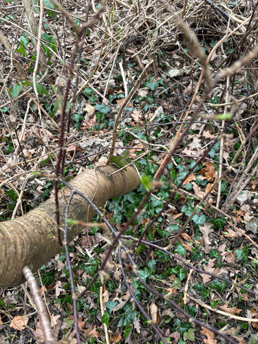 Stachelbeeren — Bild 3