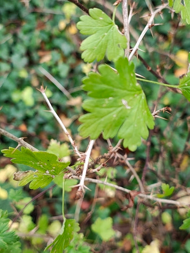 Stachelbeeren - Bild 7