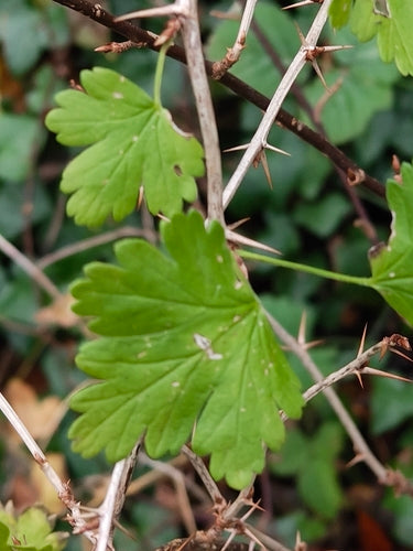 Stachelbeeren - Bild 8