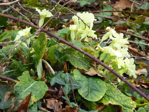 Stängellose Schlüsselblume — Bild 4