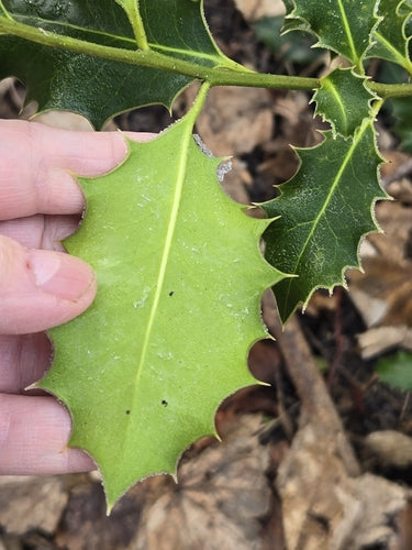 Stechpalme — Bild 2