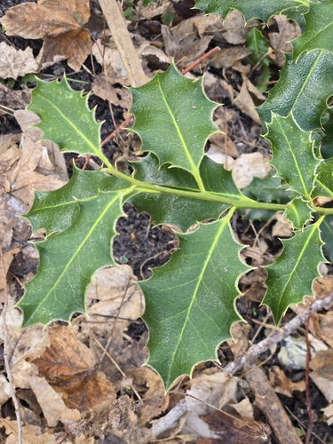 Stechpalme — Bild 3