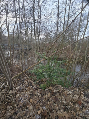 Stechpalme — Bild 4