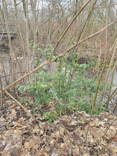 Stechpalme — Bild 5