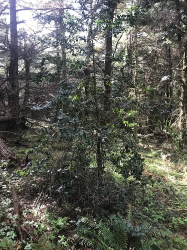 Stechpalme — Bild 1