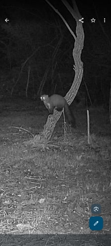 Steinmarder - Bild 8