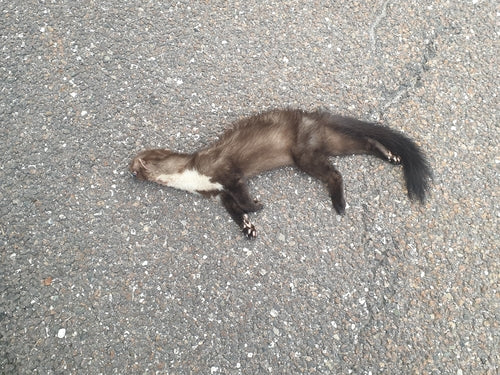 Steinmarder - Bild 6