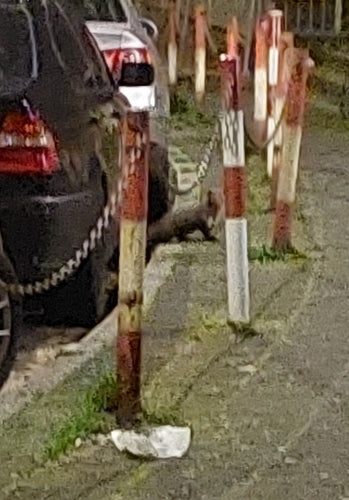 Steinmarder - Bild 3