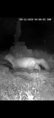 Steinmarder - Bild 5