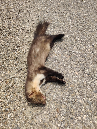 Steinmarder - Bild 2