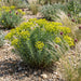 Steppen-Wolfsmilch (Euphorbia seguieriana) in Blüte im naturnahen Garten (KI-generiert)