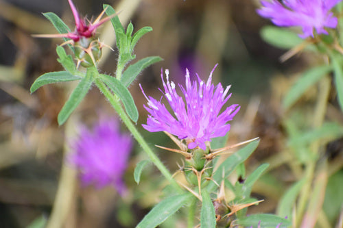 Stern-Flockenblume — Bild 5 von 9