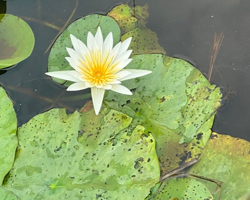 Stern-Seerose — Bild 5 von 12