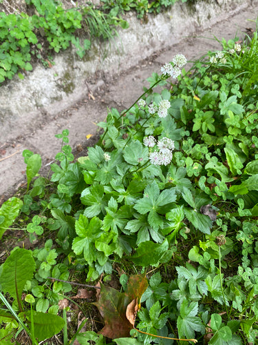 Sterndolde — Bild 3 von 10