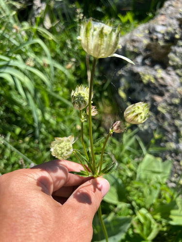 Sterndolde — Bild 5 von 10