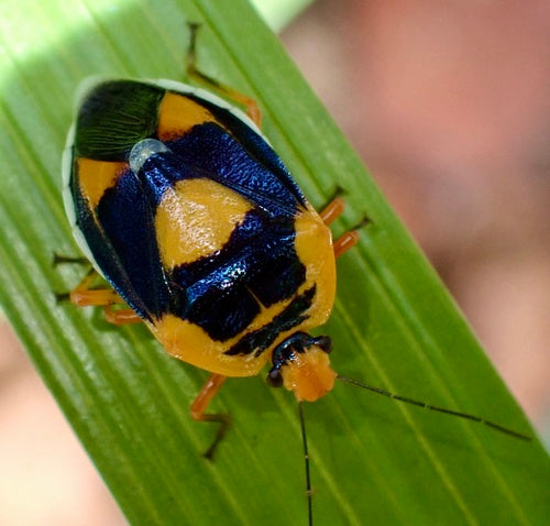 Stinkwanzen — Bild 5