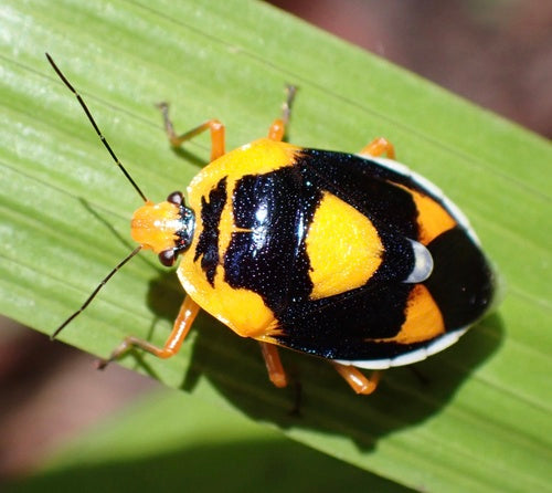 Stinkwanzen — Bild 4