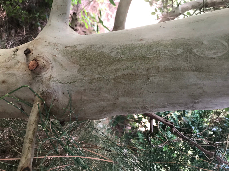 Östlicher Erdbeerbaum — Bild 4 von 4