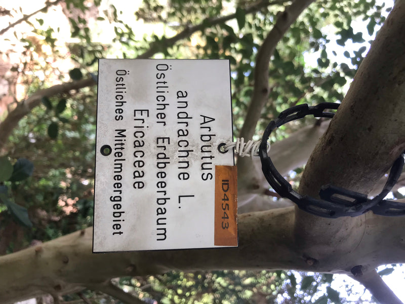 Östlicher Erdbeerbaum — Bild 2 von 4