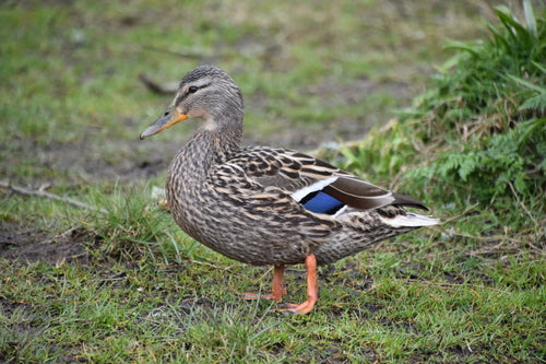 Stockente — Bild 4