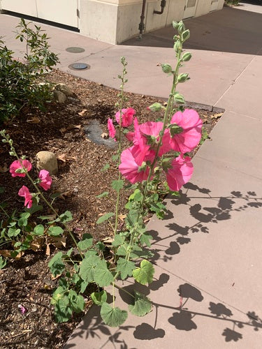 Stockrosen — Bild 5