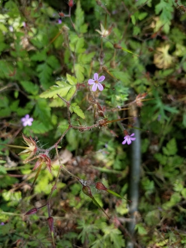 Storchschnabel — Bild 2