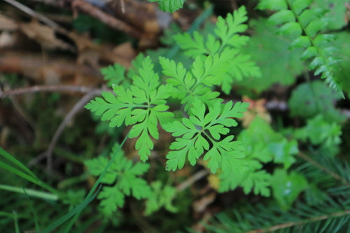 Storchschnabel — Bild 5