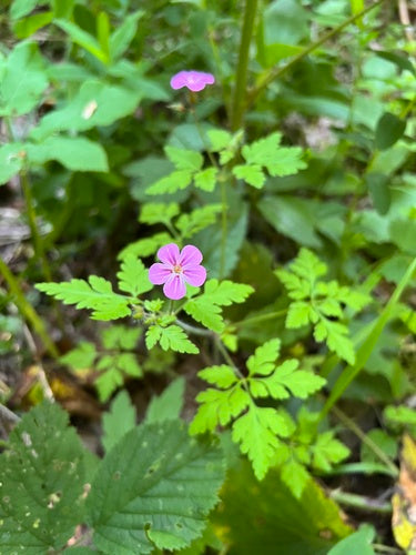 Storchschnabel — Bild 6