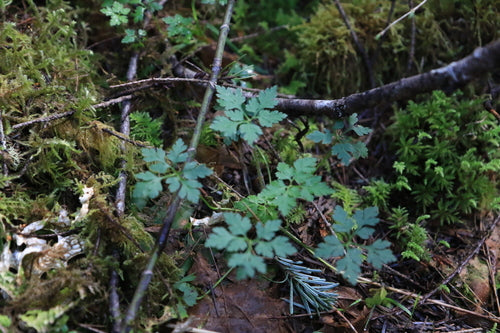 Storchschnabel - Bild 3