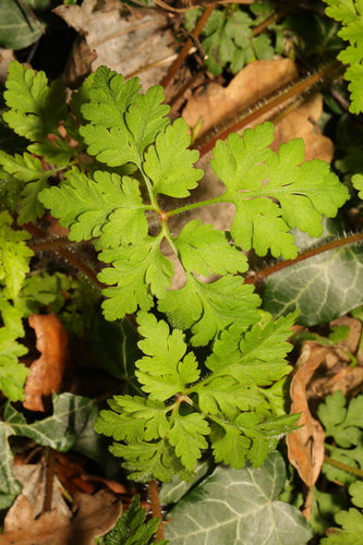 Storchschnabel - Bild 8