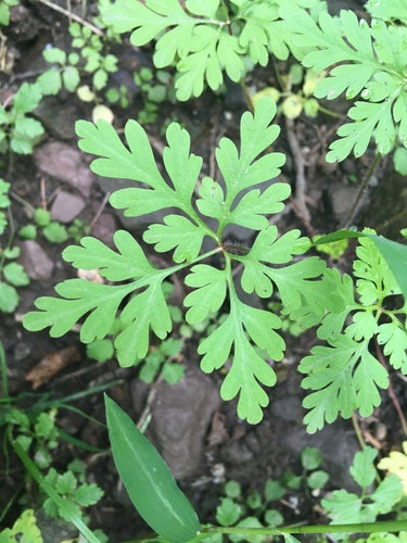 Storchschnabel - Bild 7