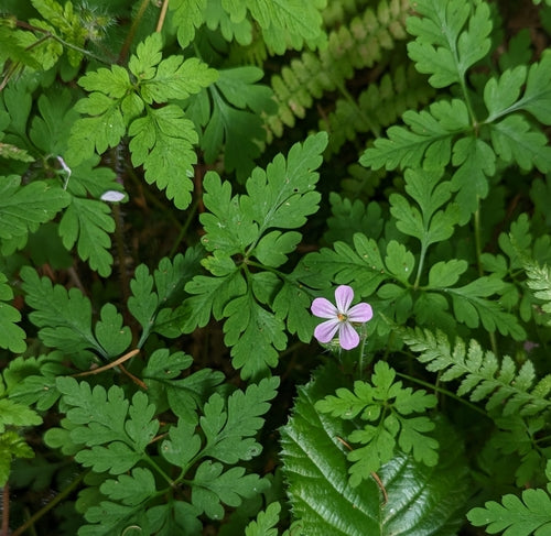 Storchschnabel — Bild 4