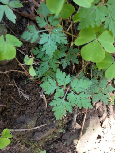 Storchschnabel — Bild 1