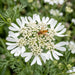 Blüte von Strahlen-Breitsame (Orlaya grandiflora) in Nahaufnahme (KI-generiert)