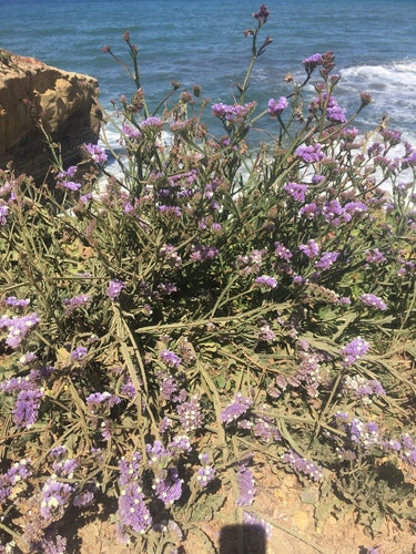 Strandflieder — Bild 5