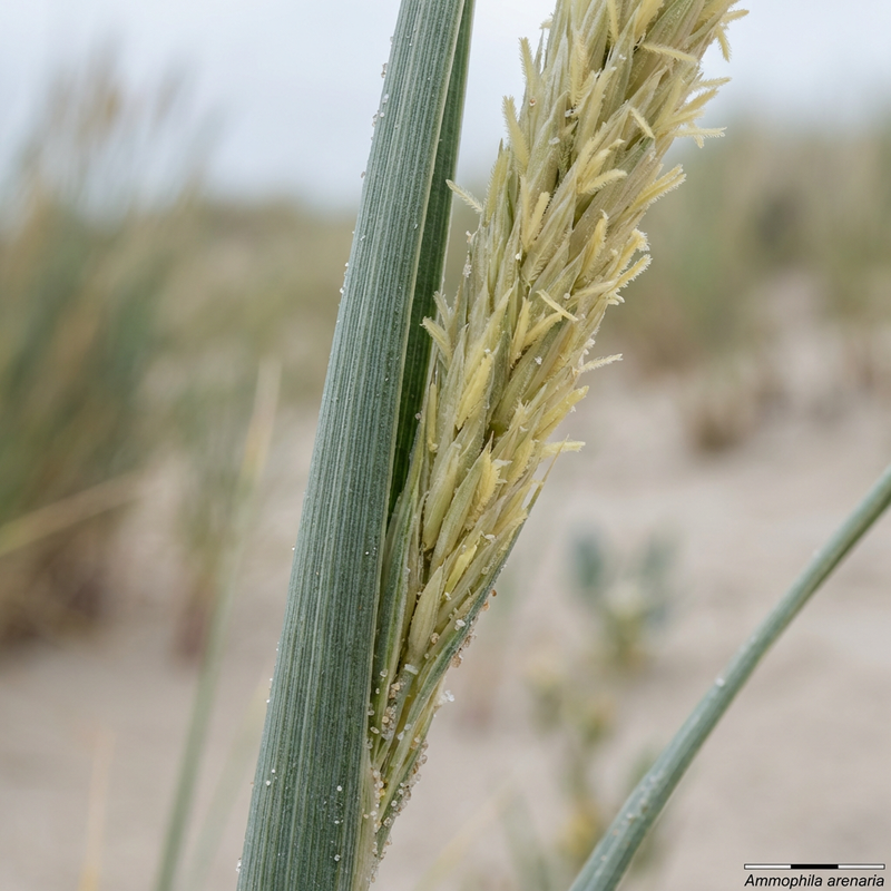 Strandhafer