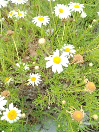 Strauchmargerite — Bild 4