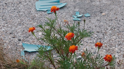 Studentenblume — Bild 4